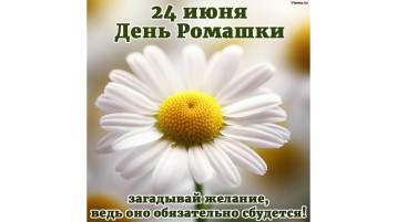 День Ромашки День Ромашки.